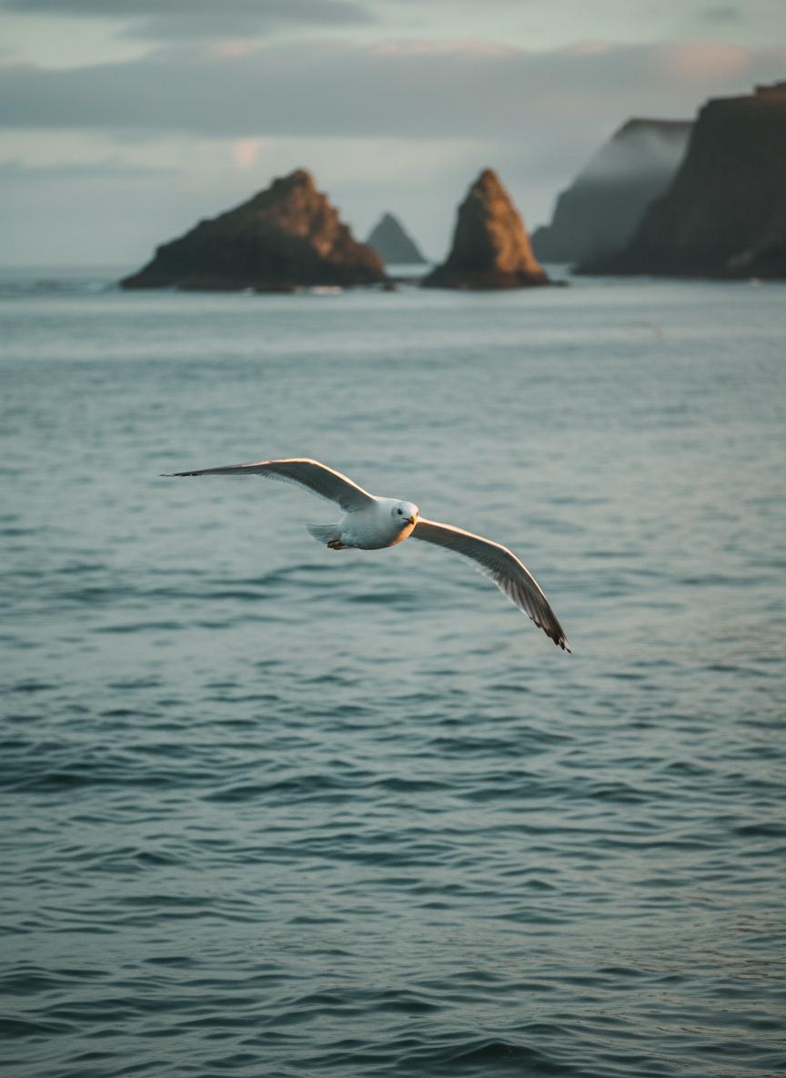 Seagull flying